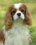 Cavalier King Charles Spaniel 9P032D-036